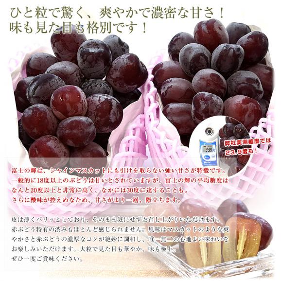 山梨県産 JAフルーツ山梨 富士の輝 約1.1キロ(2房) 送料無料 種無しぶどう 赤ブドウ ふじのかがやき05