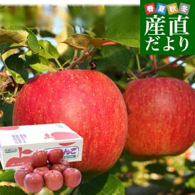 岩手県から産地直送 JAいわて中央 樹上完熟りんご「サンふじ」等級：特以上 約2.5キロ（7玉から11玉）送料無料 りんご 林檎 リンゴ さんふじ