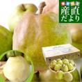 山形県産 ご家庭用ラフランス約5キロ（12玉から20玉）送料無料 ラ・フランス 洋なし 洋梨