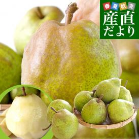 山形県産 ご家庭用ラフランス 約2キロ（5玉から8玉）送料無料 ラ・フランス 洋なし 洋梨