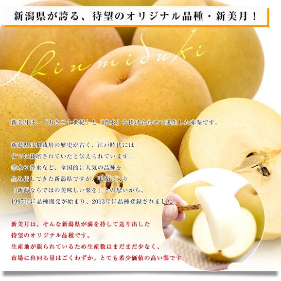 新潟県産 新美月（しんみづき） 大玉 約5キロ(10玉から14玉) 送料無料 しんみずき 赤梨　梨　なし04