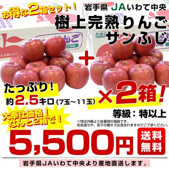 岩手県から産地直送 JAいわて中央 樹上完熟りんご「サンふじ」等級：特以上 約2.5キロ×2箱（7玉から11玉×2箱）送料無料 りんご 林檎 リンゴ さんふじ03