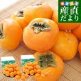 奈良県 JAならけん たねなし柿（刀根柿・平種無柿）優品以上 LからMサイズ 約2キロ×2箱(合計20玉から24玉入り) 送料無料 柿 かき