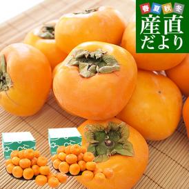 奈良県 JAならけん たねなし柿（刀根柿・平種無柿）優品以上 LからMサイズ 約2キロ×2箱(合計20玉から24玉入り) 送料無料 柿 かき