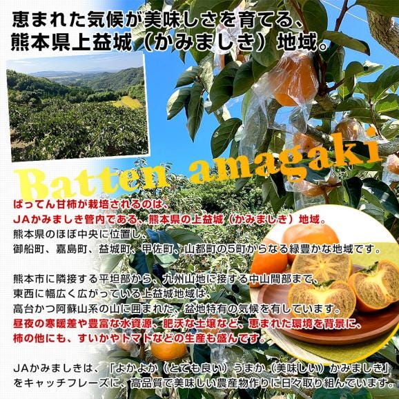 熊本県から産地直送 JAかみましき ばってん甘柿 ご家庭用 3Lから4Lサイズ 約3キロ（12玉から14玉）送料無料 柿 かき 種なし柿 種無し柿06