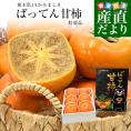 熊本県から産地直送 JAかみましき ばってん甘柿 特選品 化粧箱 5Lサイズ 約1.8キロ（6玉）送料無料 柿 かき 種なし柿 種無し柿 ギフト