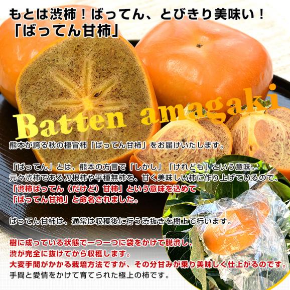 熊本県から産地直送 JAかみましき ばってん甘柿 特選品 化粧箱 5Lサイズ 約1.8キロ（6玉）送料無料 柿 かき 種なし柿 種無し柿 ギフト04