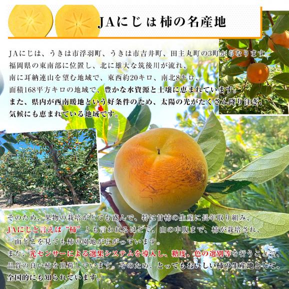 福岡県産 JAにじ 太秋柿 ご家庭用 Lから2Lサイズ 約3.5キロ(12玉から14玉)送料無料 柿 かき たいしゅうがき06