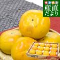 福岡県産 JAにじ 太秋柿 青秀以上 大玉2Lから3Lサイズ 約3.5キロ（10玉から12玉）送料無料 柿 かき たいしゅうがき