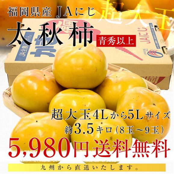 福岡県産 JAにじ 太秋柿 青秀以上 超大玉4Lから5Lサイズ 約3.5キロ（8玉から9玉）送料無料 柿 かき たいしゅうがき03