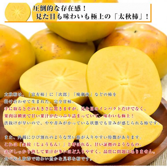 福岡県産 JAにじ 太秋柿 青秀以上 超大玉4Lから5Lサイズ 約3.5キロ（8玉から9玉）送料無料 柿 かき たいしゅうがき04