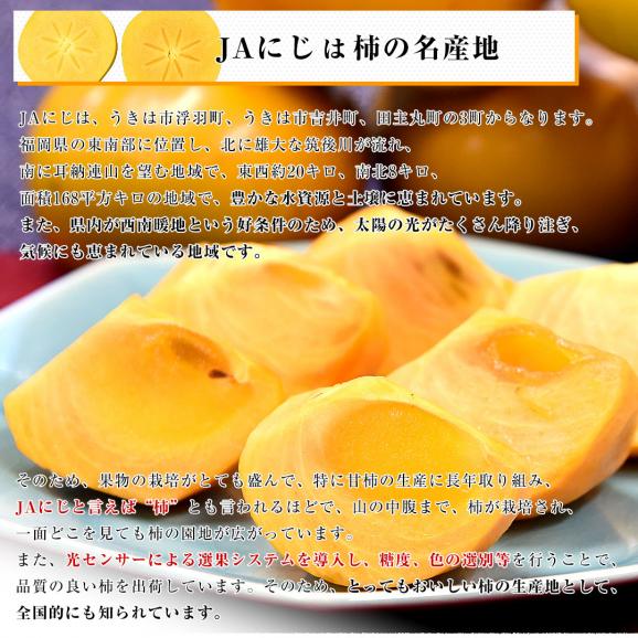 福岡県産 JAにじ 太秋柿 青秀以上 超大玉4Lから5Lサイズ 約3.5キロ（8玉から9玉）送料無料 柿 かき たいしゅうがき06