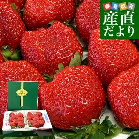福岡県より産地直送 JAくるめ あまおうG 約540g（270g×2p入り）計12粒から18粒 送料無料 苺 いちご あまおう イチゴ ストロベリー from九州