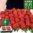 福岡県より産地直送 JAくるめ あまおうG 約540g（270g×2p入り）計12粒から18粒 送料無料 苺 いちご あまおう イチゴ ストロベリー from九州