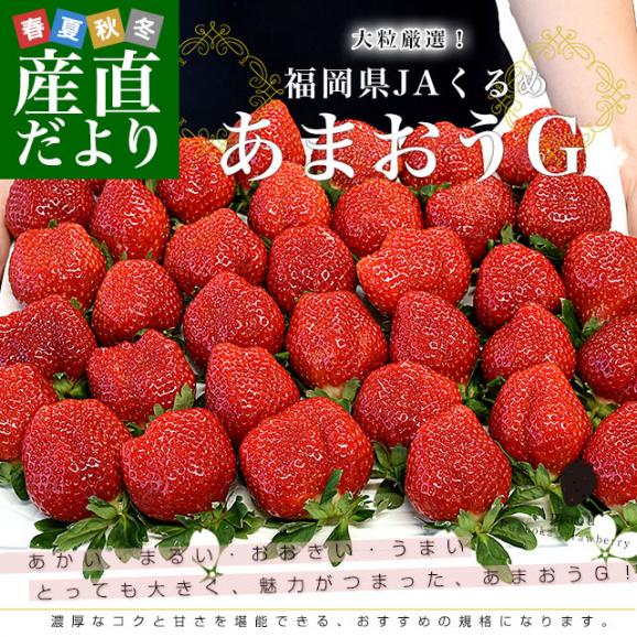 福岡県より産地直送 JAくるめ あまおうG 約540g（270g×2p入り）計12粒から18粒 送料無料 苺 いちご あまおう イチゴ ストロベリー from九州02