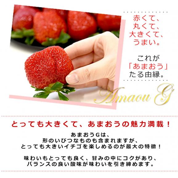 福岡県より産地直送 JAくるめ あまおうG 約540g(270g×2p入り)計12粒から18粒 送料無料 苺 いちご あまおう イチゴ ストロベリー from九州04