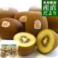 国産ゼスプリ・サンゴールドキウイ 合計約1.8キロ（合計14玉から22玉）送料無料 キウイフルーツ きうい