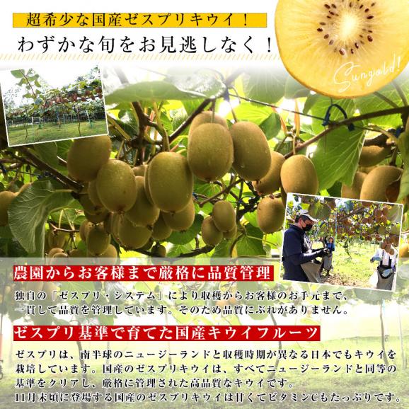 国産ゼスプリ・サンゴールドキウイ 合計約1.8キロ(合計14玉から22玉)送料無料 キウイフルーツ きうい05