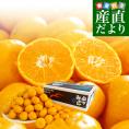 福岡県産 JAみなみ筑後 山川みかん トップブランド 北原早生 MからSサイズ 約4キロ(40玉から50玉前後)送料無料 黒箱 青秀以上 蜜柑 ミカン
