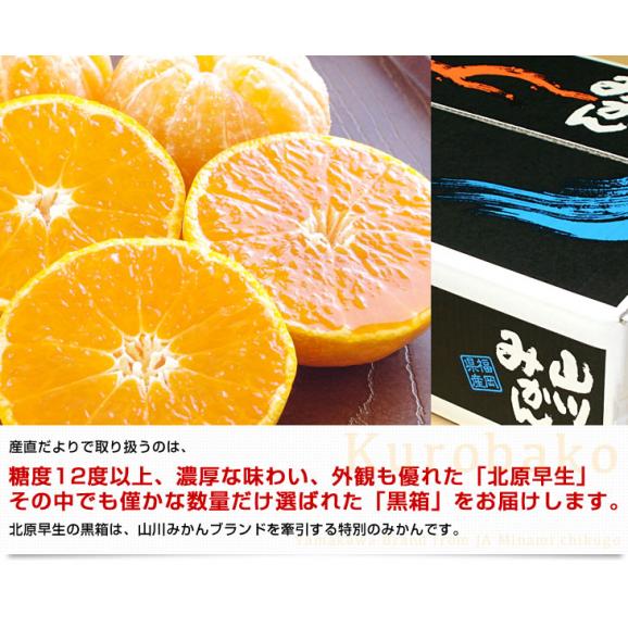 福岡県産 JAみなみ筑後 山川みかん トップブランド 北原早生  MからSサイズ 約4キロ(40玉から50玉前後)送料無料 黒箱 青秀以上 蜜柑 ミカン04