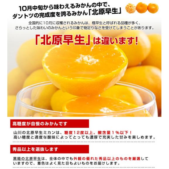 福岡県産 JAみなみ筑後 山川みかん トップブランド 北原早生  MからSサイズ 約4キロ(40玉から50玉前後)送料無料 黒箱 青秀以上 蜜柑 ミカン05
