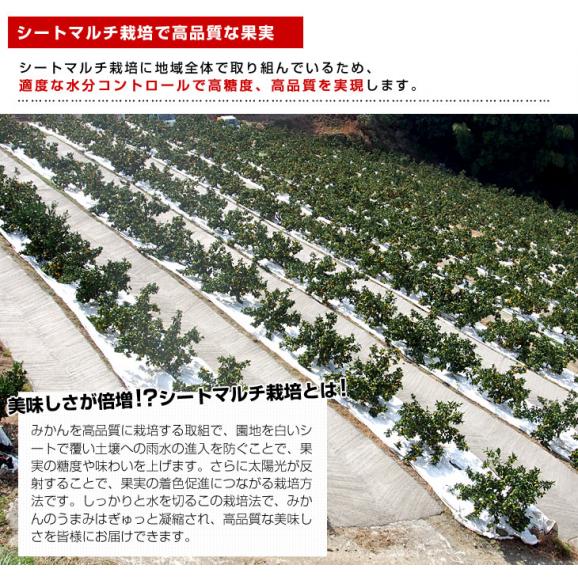 福岡県産 JAみなみ筑後 山川みかん トップブランド 北原早生  MからSサイズ 約4キロ(40玉から50玉前後)送料無料 黒箱 青秀以上 蜜柑 ミカン06