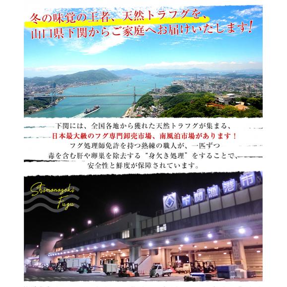 山口県下関市から直送 山賀 天然トラフグ刺身セット（刺身50g、皮刺し30g、ポン酢、もみじおろし）送料無料 河豚 ふぐ とらふぐ てっさ ※クール冷凍便04