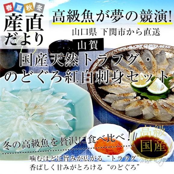 山口県下関市から直送 山賀 国産天然トラフグ・のどぐろ紅白刺身セット(トラフグ刺身、のどぐろ炙り刺身、ポン酢、もみじおろし) 送料無料 ふぐ ノドグロ ※クール冷凍便02