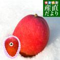 北海道産　完熟マンゴー「白銀の太陽」3Lサイズ1玉（450gから509g）まんごー 送料無料