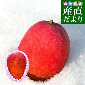 北海道産　完熟マンゴー「白銀の太陽」Lサイズ1玉（310gから349g）まんごー 送料無料