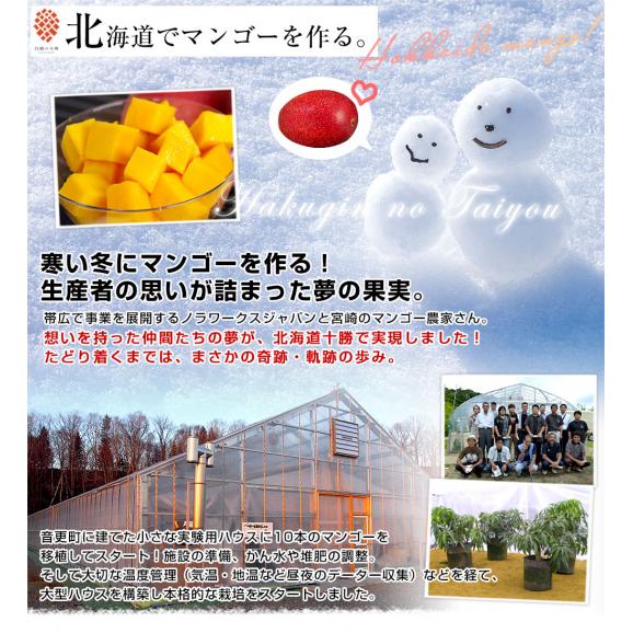 北海道産　完熟マンゴー「白銀の太陽PLEMIUM（プレミアム）」Lサイズ1玉（310gから349g）まんごー 送料無料04