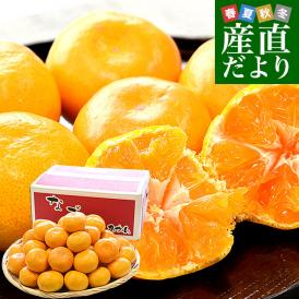 熊本県から産地直送 和水町 荒木農園 なごみみかん 秀品 MからSサイズ 約5キロ（50玉から60玉前後）送料無料 ミカン 蜜柑 和水