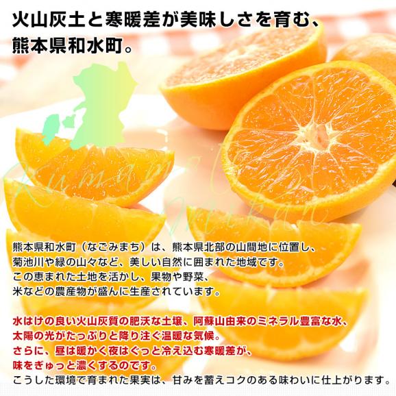 熊本県から産地直送 和水町 荒木農園 なごみみかん 秀品 MからSサイズ 約5キロ（50玉から60玉前後）送料無料 ミカン 蜜柑 和水05