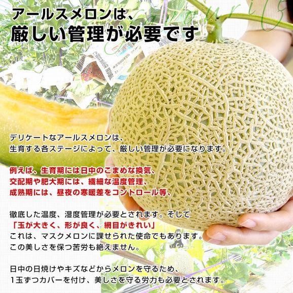 熊本県産 大玉アールスメロン 約8キロ原体箱(4玉入)送料無料 めろん アールスメロン マスクメロン05