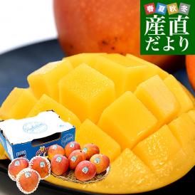 オーストラリア産 マンゴー カリプソ種 約４キロ (10玉から11玉) 送料無料 マンゴー トロピカルフルーツ