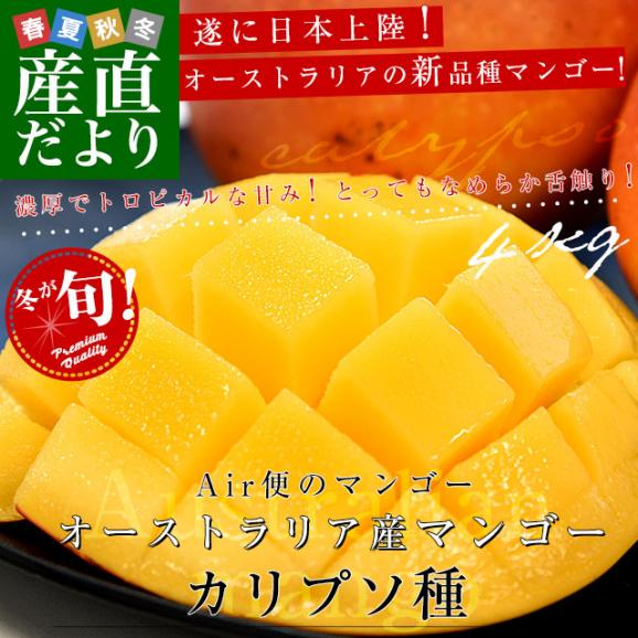 オーストラリア産 マンゴー カリプソ種 約４キロ (10玉から11玉) 送料無料 マンゴー トロピカルフルーツ02