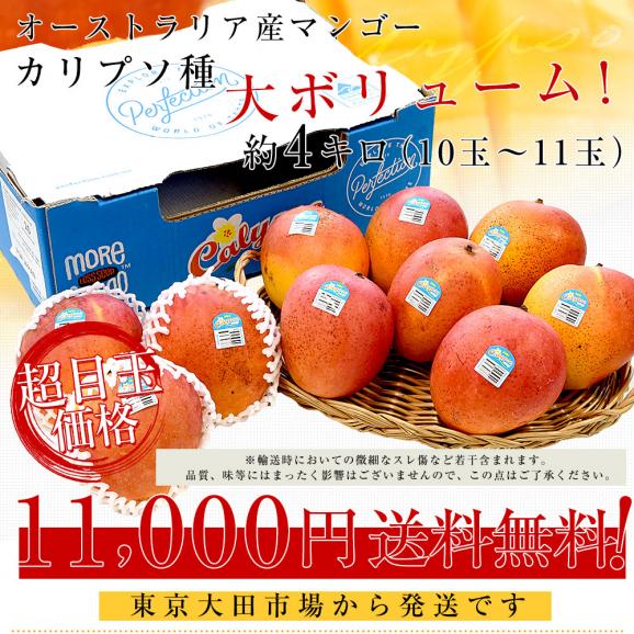 オーストラリア産 マンゴー カリプソ種 約４キロ (10玉から11玉) 送料無料 マンゴー トロピカルフルーツ03