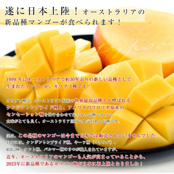 オーストラリア産 マンゴー カリプソ種 約４キロ (10玉から11玉) 送料無料 マンゴー トロピカルフルーツ04
