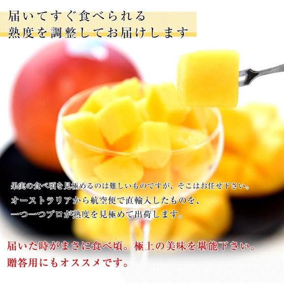 オーストラリア産 マンゴー カリプソ種 約４キロ (10玉から11玉) 送料無料 マンゴー トロピカルフルーツ06
