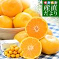 熊本県から産地直送 玉名市天水町 岩城農園 みかん LからSサイズ 約3キロ（24玉から36玉前後）送料無料 ミカン 蜜柑 iFARM