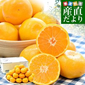 太陽と土が育む！五代にわたって続く岩城農園こだわりのみかん！