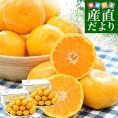 熊本県から産地直送 玉名市天水町 岩城農園 みかん LからSサイズ 約3キロ×2箱(合計48玉から72玉前後)送料無料 ミカン 蜜柑 iFARM