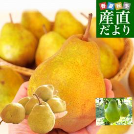 山形県産　洋梨シルバーベル 秀品以上 3キロ (5玉から10玉) 送料無料 洋梨　