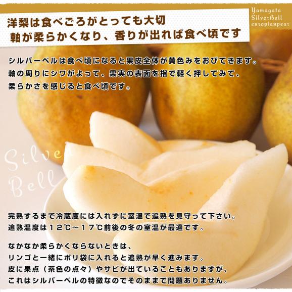 山形県産　洋梨シルバーベル 秀品以上 3キロ (5玉から10玉) 送料無料 洋梨　06