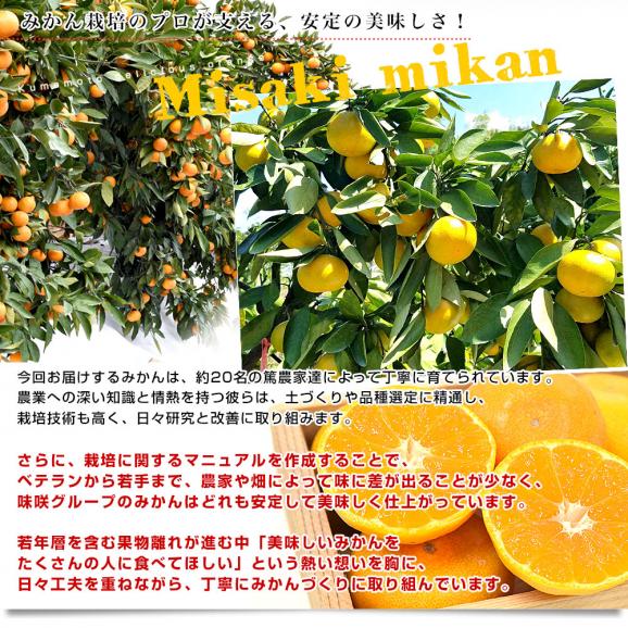 熊本県 味咲グループ 早生みかん SからLサイズ 約3キロ(合計24玉から36玉前後) 送料無料 みかん 蜜柑 柑橘05