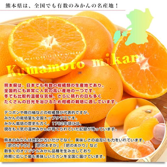 熊本県 味咲グループ 早生みかん SからLサイズ 約3キロ(合計24玉から36玉前後) 送料無料 みかん 蜜柑 柑橘06