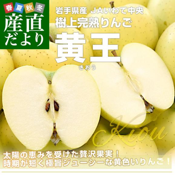 岩手県から産地直送 JAいわて中央 樹上完熟りんご「黄王」等級:特以上 約2.5キロ(9玉から11玉)送料無料 りんご 林檎 リンゴ きおう 黄りんご02
