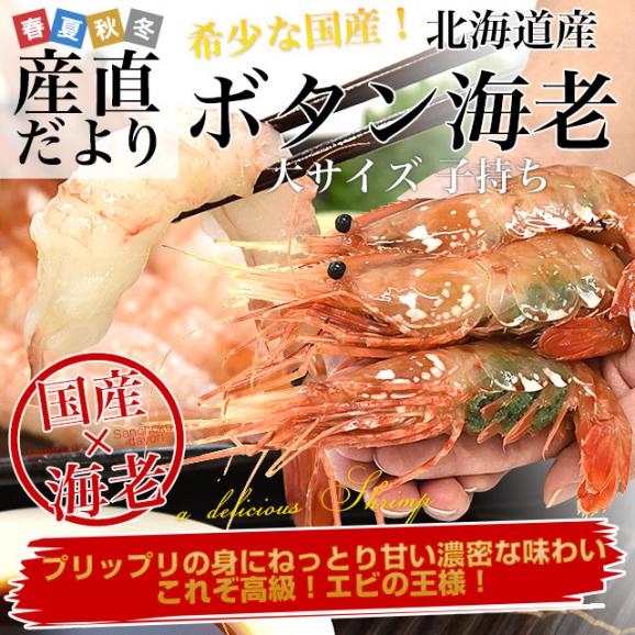 北海道より直送 北海道産 ぼたんえび 大サイズ子持ち 約500g(10尾から15尾) 送料無料 エビ ボタンエビ　牡丹　エビ02