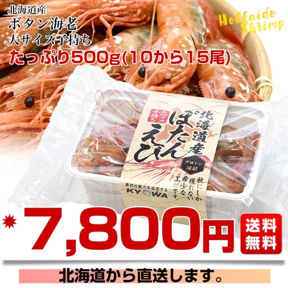 北海道より直送 北海道産 ぼたんえび 大サイズ子持ち 約500g(10尾から15尾) 送料無料 エビ ボタンエビ　牡丹　エビ03