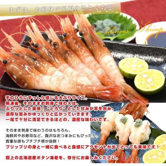 北海道より直送 北海道産 ぼたんえび 大サイズ子持ち 約500g(10尾から15尾) 送料無料 エビ ボタンエビ　牡丹　エビ04